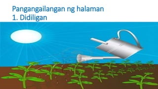 Pangangailangan ng halaman
1. Didiligan
 