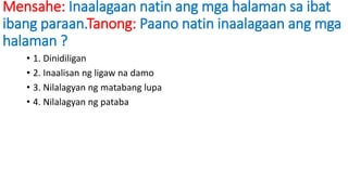 Mensahe: Inaalagaan natin ang mga halaman sa ibat
ibang paraan.Tanong: Paano natin inaalagaan ang mga
halaman ?
• 1. Dinidiligan
• 2. Inaalisan ng ligaw na damo
• 3. Nilalagyan ng matabang lupa
• 4. Nilalagyan ng pataba
 