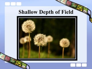 Shallow Depth of Field 