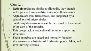 Protozoan Taxonomy | PPTX