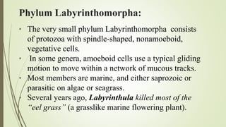 Labyrinthulidae Protozoan Taxonomy | PPTX