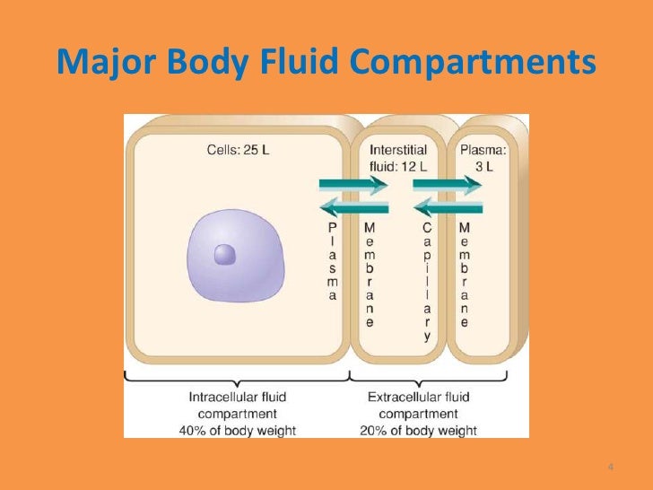 images of body fluid compartments images of body fluid compartments