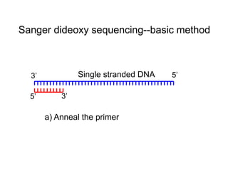 Single stranded DNA 5’
3’
5’ 3’
Sanger dideoxy sequencing--basic method
a) Anneal the primer
 