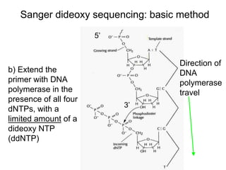 Sanger dideoxy sequencing: basic method
b) Extend the
primer with DNA
polymerase in the
presence of all four
dNTPs, with a
limited amount of a
dideoxy NTP
(ddNTP)
5’
3’
Direction of
DNA
polymerase
travel
 