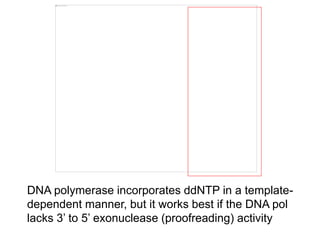DNA polymerase incorporates ddNTP in a template-
dependent manner, but it works best if the DNA pol
lacks 3’ to 5’ exonuclease (proofreading) activity
 
