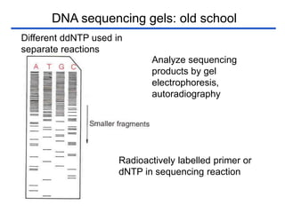 DNA sequencing gels: old school
Analyze sequencing
products by gel
electrophoresis,
autoradiography
Different ddNTP used in
separate reactions
Radioactively labelled primer or
dNTP in sequencing reaction
 