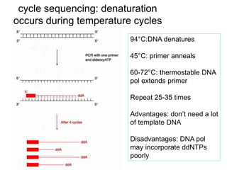 cycle sequencing: denaturation
occurs during temperature cycles
94°C:DNA denatures
45°C: primer anneals
60-72°C: thermostable DNA
pol extends primer
Repeat 25-35 times
Advantages: don’t need a lot
of template DNA
Disadvantages: DNA pol
may incorporate ddNTPs
poorly
 