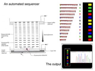 An automated sequencer
The output
 