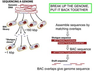 ~160 kbp
~1 kbp
Assemble sequences by
matching overlaps
BAC sequence
BAC overlaps give genome sequence
BREAK UP THE GENOME,
PUT IT BACK TOGETHER
 