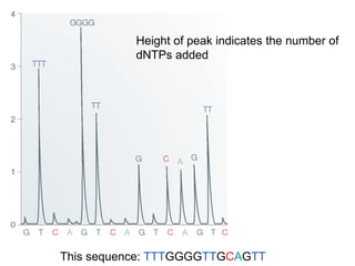 Height of peak indicates the number of
dNTPs added
This sequence: TTTGGGGTTGCAGTT
 
