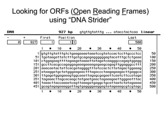 Looking for ORFs (Open Reading Frames)
using “DNA Strider”
 