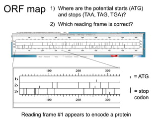 ORF map 1) Where are the potential starts (ATG)
and stops (TAA, TAG, TGA)?
2) Which reading frame is correct?
= ATG
= stop
codon
Reading frame #1 appears to encode a protein
 