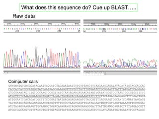 Computer calls
GNNTNNTGTGNCGGATACAATTCCCCTCTAGAAATAATTTTGTTTAACTTTAAGAAGGAGATATACATATGCACCACCAC
CACCACCACCCCATGGGTATGAATAAGCAAAAGGTTTGTCCTGCTTGTGAATCTGCGGAACTTATTTATGATCCAGAAAG
GGGGGAAATAGTCTGTGCCAAGTGCGGTTATGTAATAGAAGAGAACATAATTGATATGGGTCCTAAGTGGCGTGCTTTTG
ATGCTTCTCAAAGGGAACGCAGGTCTAGAACTGGTGCACCAGAAAGTATTCTTCTTCATGACAAGGGGCTTTCAACTGCA
ATTGGAATTGACAGATCGCTTTCCGGATTAATGAGAGAGAAGATGTACCGTTTGAGGAAGTGGCANTCCANATTANGAGT
TAGTGATGCAGCANANAGGAACCTAGCTTTTGCCCTAAGTGAGTTGGATAGAATTNCTGCTCAGTTAAAACTTCCNNGAC
ATGTAGAGGAAGAAGCTGCAANGCTGNACANAGANGCAGNGNGANAGGGACTTATTNGANGCAGATCTATTGAGAGCGTT
ATGGCGGCANGTGTTTACCCTGCTTGTAGGTTATTAAAAGNTCCCGGGACTCTGGATGAGATTGCTGATATTGCTAGAGC
Raw data
What does this sequence do? Cue up BLAST…..
 