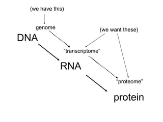 DNA
RNA
protein
genome
“transcriptome”
“proteome”
(we have this)
(we want these)
 