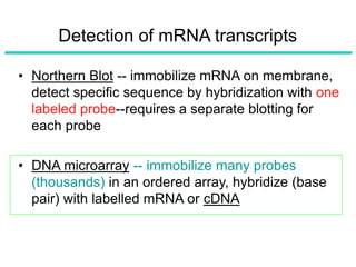 Detection of mRNA transcripts
• Northern Blot -- immobilize mRNA on membrane,
detect specific sequence by hybridization with one
labeled probe--requires a separate blotting for
each probe
• DNA microarray -- immobilize many probes
(thousands) in an ordered array, hybridize (base
pair) with labelled mRNA or cDNA
 