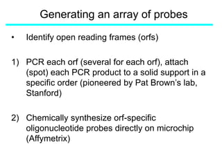Generating an array of probes
• Identify open reading frames (orfs)
1) PCR each orf (several for each orf), attach
(spot) each PCR product to a solid support in a
specific order (pioneered by Pat Brown’s lab,
Stanford)
2) Chemically synthesize orf-specific
oligonucleotide probes directly on microchip
(Affymetrix)
 