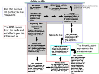 http://derisilab.ucsf.edu/microarray/
(Derisi Lab at UCSF)
The chip defines
the genes you are
measuring
The hybridization
represents the
measurement
The RNA comes
from the cells and
conditions you are
interested in
 