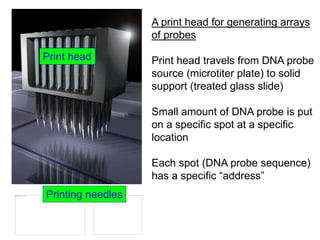 A print head for generating arrays
of probes
Print head travels from DNA probe
source (microtiter plate) to solid
support (treated glass slide)
Small amount of DNA probe is put
on a specific spot at a specific
location
Each spot (DNA probe sequence)
has a specific “address”
Print head
Printing needles
 