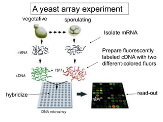 A yeast array experiment
vegetative sporulating
Isolate mRNA
Prepare fluorescently
labeled cDNA with two
different-colored fluors
hybridize read-out
 