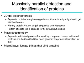 Massively parallel detection and
identification of proteins
• 2D gel electrophoresis
– Separate proteins in a given organism or tissue type by migration in gel
electrophoresis
– Identify protein (cut out of gel, sequence or mass-spec)
– Pattern of spots like a barcode for hi-throughput studies
• Mass spectrometry
– Separate individual proteins from cell by charge and mass, individual
proteins can be identified (but need genome sequence information for
this)
• Microarrays: isolate things that bind proteins
 