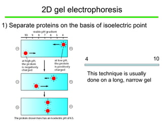 2D gel electrophoresis
1) Separate proteins on the basis of isoelectric point
This technique is usually
done on a long, narrow gel
4 10
 