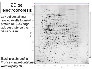 2D gel
electrophoresis
Lay gel containing
isoelectrically focused
protein on SDS page
gel, separate on the
basis of size
E.coli protein profile
From swissprot database,
www.expasy.ch
 