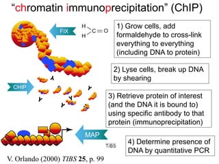 “chromatin immunoprecipitation” (ChIP)
1) Grow cells, add
formaldehyde to cross-link
everything to everything
(including DNA to protein)
2) Lyse cells, break up DNA
by shearing
3) Retrieve protein of interest
(and the DNA it is bound to)
using specific antibody to that
protein (immunoprecipitation)
4) Determine presence of
DNA by quantitative PCR
V. Orlando (2000) TIBS 25, p. 99
 