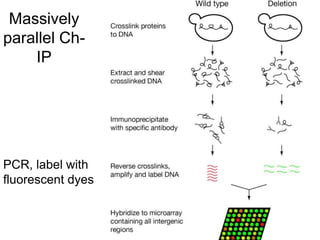 Massively
parallel Ch-
IP
PCR, label with
fluorescent dyes
 