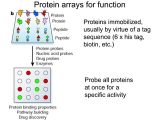 Protein arrays for function
Proteins immobilized,
usually by virtue of a tag
sequence (6 x his tag,
biotin, etc.)
Probe all proteins
at once for a
specific activity
 