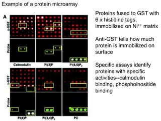 Example of a protein microarray
Proteins fused to GST with
6 x histidine tags,
immobilized on Ni++ matrix
Anti-GST tells how much
protein is immobilized on
surface
Specific assays identify
proteins with specific
activities--calmodulin
binding, phosphoinositide
binding
 