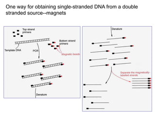 One way for obtaining single-stranded DNA from a double
stranded source--magnets
 