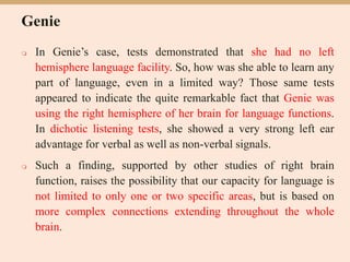 Genie
 In Genie’s case, tests demonstrated that she had no left
hemisphere language facility. So, how was she able to learn any
part of language, even in a limited way? Those same tests
appeared to indicate the quite remarkable fact that Genie was
using the right hemisphere of her brain for language functions.
In dichotic listening tests, she showed a very strong left ear
advantage for verbal as well as non-verbal signals.
 Such a finding, supported by other studies of right brain
function, raises the possibility that our capacity for language is
not limited to only one or two specific areas, but is based on
more complex connections extending throughout the whole
brain.
 