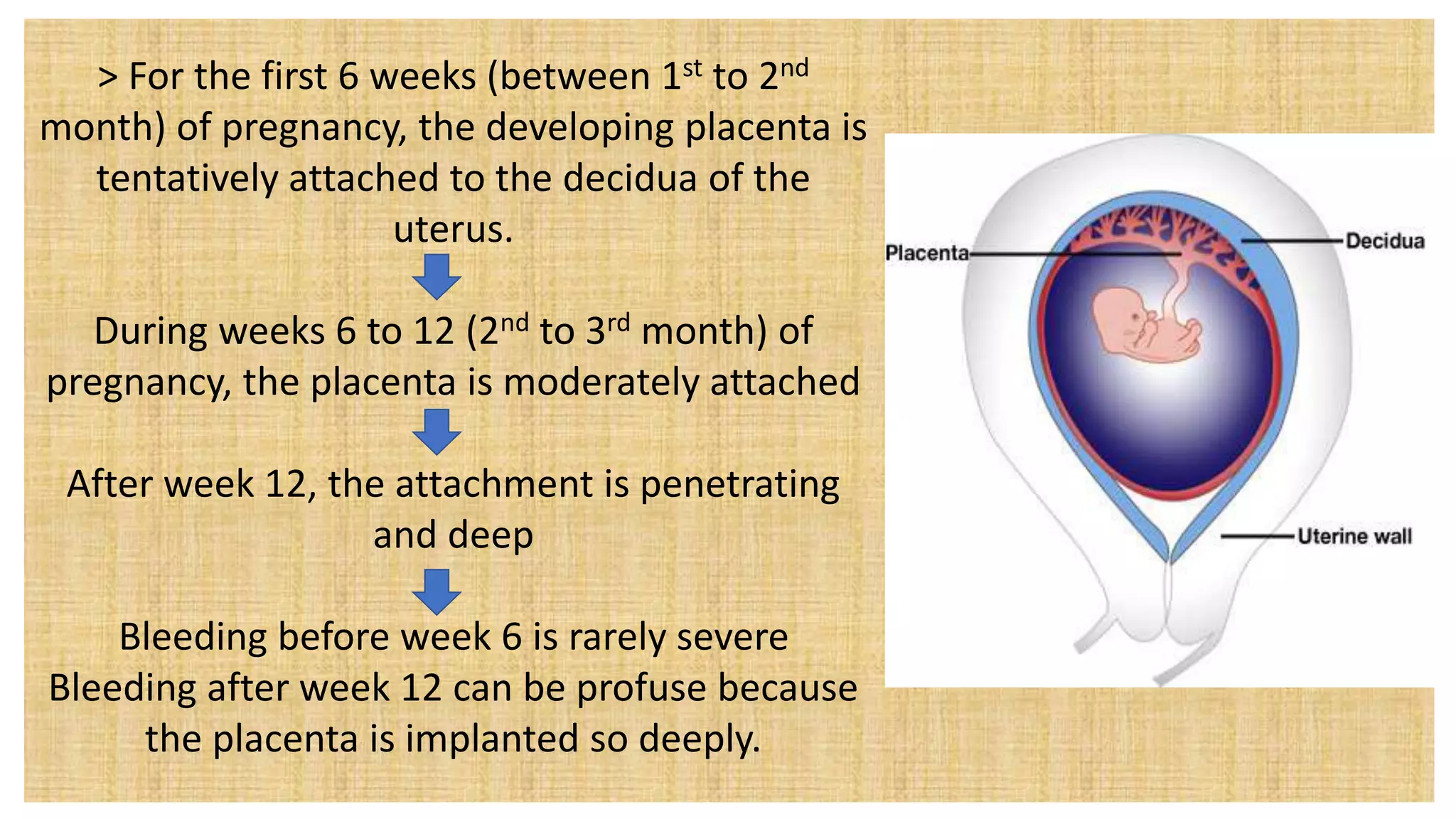 > For the first 6 weeks (between 1st to 2nd
month) of pregnancy, the developing placenta is
tentatively attached to the decidua of the
uterus.
During weeks 6 to 12 (2nd to 3rd month) of
pregnancy, the placenta is moderately attached
After week 12, the attachment is penetrating
and deep
Bleeding before week 6 is rarely severe
Bleeding after week 12 can be profuse because
the placenta is implanted so deeply.
 