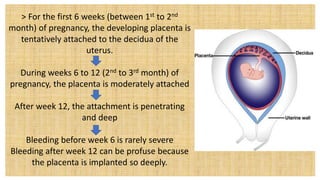 > For the first 6 weeks (between 1st to 2nd
month) of pregnancy, the developing placenta is
tentatively attached to the decidua of the
uterus.
During weeks 6 to 12 (2nd to 3rd month) of
pregnancy, the placenta is moderately attached
After week 12, the attachment is penetrating
and deep
Bleeding before week 6 is rarely severe
Bleeding after week 12 can be profuse because
the placenta is implanted so deeply.
 