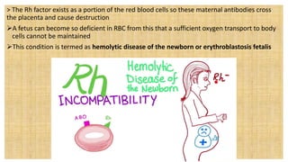 > The Rh factor exists as a portion of the red blood cells so these maternal antibodies cross
the placenta and cause destruction
A fetus can become so deficient in RBC from this that a sufficient oxygen transport to body
cells cannot be maintained
This condition is termed as hemolytic disease of the newborn or erythroblastosis fetalis
 