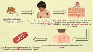 A tick becomes infected by 
feeding on an animal that 
carries the bacteria 
Tick saliva, which accompanies the spirochete into 
Infected ticks then inject B. burgdorferi into the 
human’s skin by attached to the skin for 
approximately 24-48 hours 
the skin during the feeding process, contains 
substances that disrupt the immune response at the 
site of the bite 
The spirochetes multiply and migrate outward within the 
Days to weeks following the tick bite, the spirochetes dermis 
spread via the bloodstream to different organs 
 
