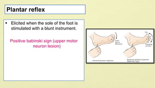 Plantar reflex 
 Elicited when the sole of the foot is 
stimulated with a blunt instrument. 
Positive babinski sign (upper motor 
neuron lesion) 
 