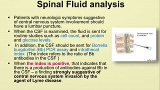Spinal Fluid analysis 
 Patients with neurologic symptoms suggestive 
of central nervous system involvement should 
have a lumbar puncture. 
 When the CSF is examined, the fluid is sent for 
routine studies such as cell count, and protein 
and glucose levels. 
 In addition, the CSF should be sent for Borrelia 
burgdorferi (Bb) PCR assay and intrathecal 
index (The index refers to the ratio of Bb 
antibodies in the CSF ) 
 When the index is positive, that indicates that 
there is a production of antibodies against Bb in 
the CSF – a finding strongly suggestive of 
central nervous system invasion by the 
agent of Lyme disease. 
 