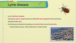 Lyme disease 
• Is an infectious disease 
• Caused by spiral- shaped bacteria called Borrelia burgdorferi that carried by 
infected Ixodes tick. 
• A tick become infected by feeding on animals that carries the borrelia. 
( white footed mouse, white tailed deer or black birds) 
 