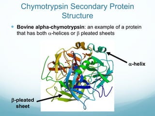 Chymotrypsin Secondary Protein
Structure
 Bovine alpha-chymotrypsin: an example of a protein
that has both a-helices or b pleated sheets
a-helix
b-pleated
sheet
 