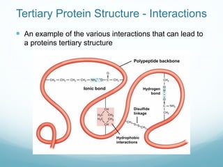 Tertiary Protein Structure - Interactions
 An example of the various interactions that can lead to
a proteins tertiary structure
Polypeptide backbone
Ionic bond
Hydrophobic
interactions
Disulfide
linkage
Hydrogen
bond
 