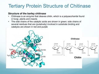 Tertiary Protein Structure of Chitinase
Structure of the barley chitinase
• Chitinase is an enzyme that cleaves chitin, which is a polysaccharide found
in fungi, plants and insects
• The side chains of the catalytic acids are shown in green; side chains of
several residues that are (putatively) involved in substrate binding and
catalysis are shown in red and purple
Chitin
Chitinase
 