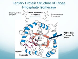 Tertiary Protein Structure of Triose
Phosphate Isomerase
Triose phosphate
isomerase
Dihydroxyacetone
phosphate D-glyceraldehyde
3-phosphate
Active Site
Forms a b-
barrel
 