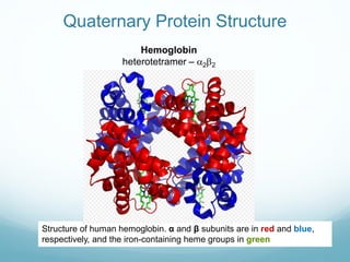 Quaternary Protein Structure
Structure of human hemoglobin. α and β subunits are in red and blue,
respectively, and the iron-containing heme groups in green
Hemoglobin
heterotetramer – a2b2
 