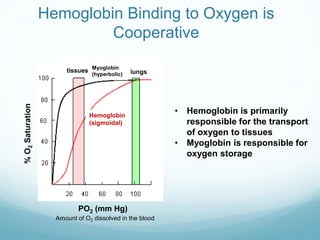 Hemoglobin Binding to Oxygen is
Cooperative
%
O
2
Saturation
PO2 (mm Hg)
Hemoglobin
(sigmoidal)
Myoglobin
(hyperbolic)
tissues lungs
Amount of O2 dissolved in the blood
• Hemoglobin is primarily
responsible for the transport
of oxygen to tissues
• Myoglobin is responsible for
oxygen storage
 