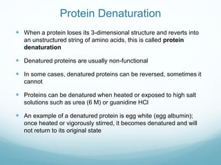Protein Denaturation
 When a protein loses its 3-dimensional structure and reverts into
an unstructured string of amino acids, this is called protein
denaturation
 Denatured proteins are usually non-functional
 In some cases, denatured proteins can be reversed, sometimes it
cannot
 Proteins can be denatured when heated or exposed to high salt
solutions such as urea (6 M) or guanidine HCl
 An example of a denatured protein is egg white (egg albumin);
once heated or vigorously stirred, it becomes denatured and will
not return to its original state
 