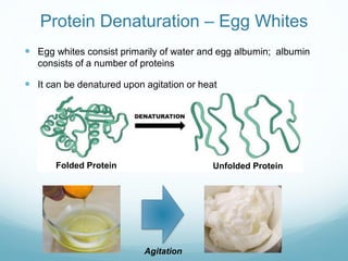 Protein Denaturation – Egg Whites
 Egg whites consist primarily of water and egg albumin; albumin
consists of a number of proteins
 It can be denatured upon agitation or heat
Agitation
Folded Protein Unfolded Protein
 