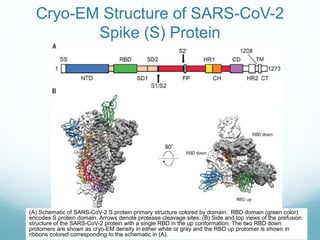 Cryo-EM Structure of SARS-CoV-2
Spike (S) Protein
(A) Schematic of SARS-CoV-2 S protein primary structure colored by domain. RBD domain (green color)
encodes S protein domain. Arrows denote protease cleavage sites. (B) Side and top views of the prefusion
structure of the SARS-CoV-2 protein with a single RBD in the up conformation. The two RBD down
protomers are shown as cryo-EM density in either white or gray and the RBD up protomer is shown in
ribbons colored corresponding to the schematic in (A).
 