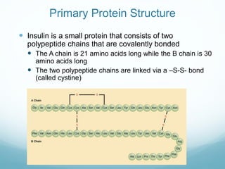 Primary Protein Structure
 Insulin is a small protein that consists of two
polypeptide chains that are covalently bonded
 The A chain is 21 amino acids long while the B chain is 30
amino acids long
 The two polypeptide chains are linked via a –S-S- bond
(called cystine)
 
