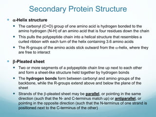 Secondary Protein Structure
 a-Helix structure
 The carbonyl (C=O) group of one amino acid is hydrogen bonded to the
amino hydrogen (N-H) of an amino acid that is four residues down the chain
 This pulls the polypeptide chain into a helical structure that resembles a
curled ribbon with each turn of the helix containing 3.6 amino acids
 The R-groups of the amino acids stick outward from the a-helix, where they
are free to interact
 b-Pleated sheet
 Two or more segments of a polypeptide chain line up next to each other
and form a sheet-like structure held together by hydrogen bonds
 The hydrogen bonds form between carbonyl and amino groups of the
backbone, while the R-groups extend above and below the plane of the
sheet
 Strands of the b-pleated sheet may be parallel, or pointing in the same
direction (such that the N- and C-terminus match up) or antiparallel, or
pointing in the opposite direction (such that the N-terminus of one strand is
positioned next to the C-terminus of the other)
 